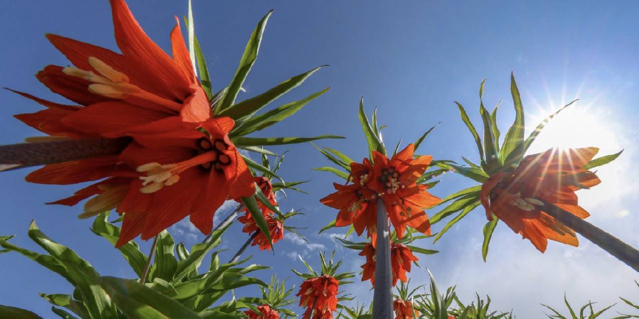 Van'da 'ağlayan gelin'ler mevsimi başladı