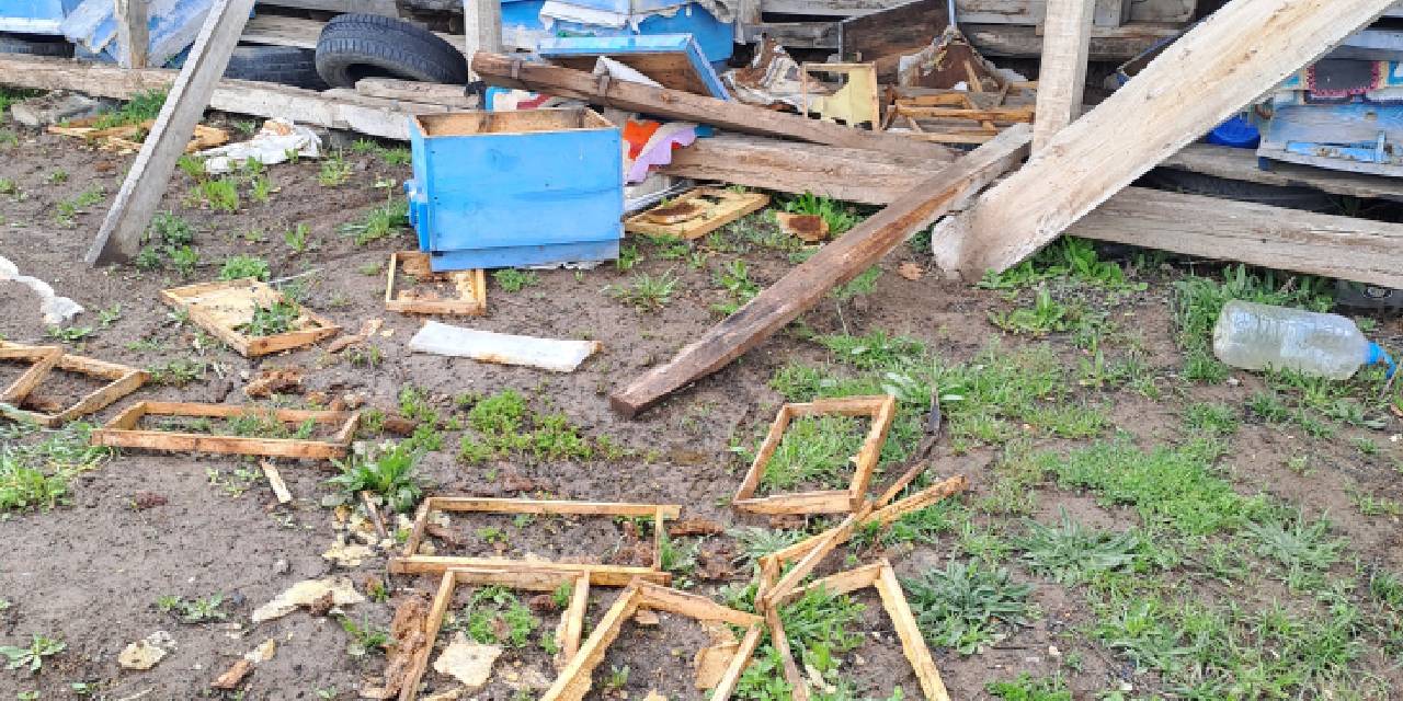 Ayılar arı kovanlarına saldırdı