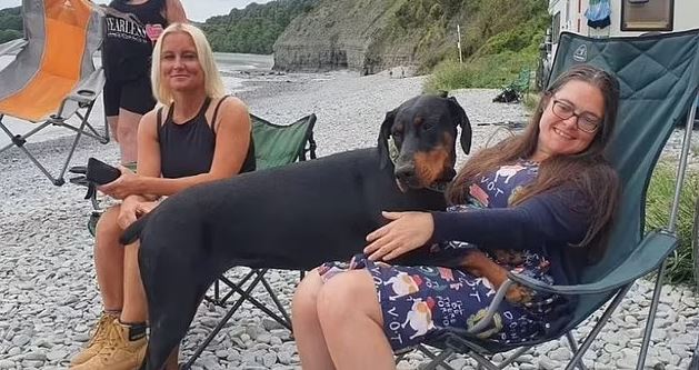 Köpek İndie kokusundan tanıdı, organ nakli bekleyen sahibine uygun bir karaciğer buldu