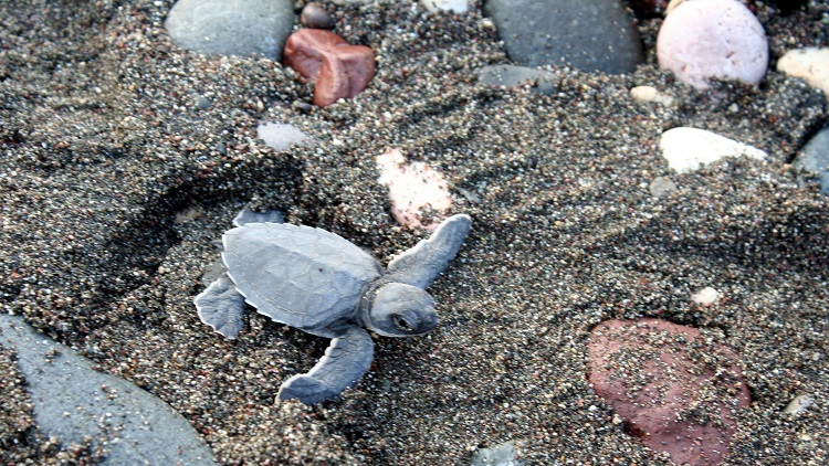 Mersin'de 2 bin deniz kaplumbağası Akdeniz'le buluştu