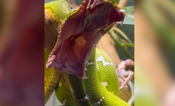 Esneyen yılanın korkutucu görüntüsü sosyal medyada viral oldu