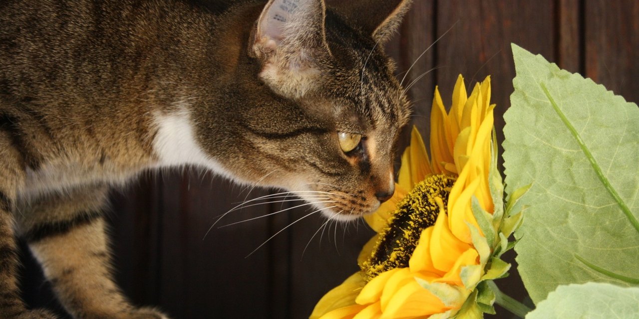 Evinizde farkında olmadığınız kediler için zehirli birçok şey var...Bizim için sıradan olanlar onlar için ölümcül olabiliyor...