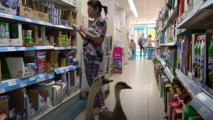 Yavruyken sahiplendiği kazları yanından ayırmıyor; parka, yürüyüşe, alışverişe...