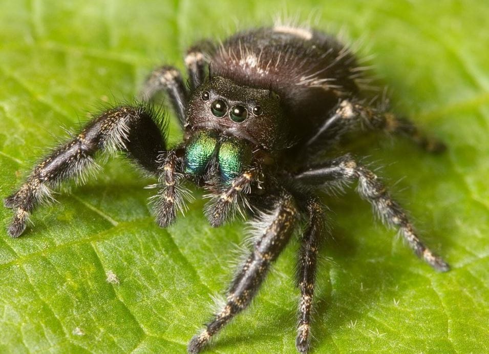 Bilim insanları araştırdı! Açlıktan kör oluyorlarmış...