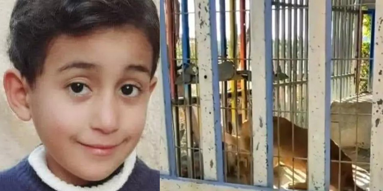 Hayvanat bahçesinde dehşet! 6 yaşındaki çocuk kafese tırmanırken aslan saldırdı!