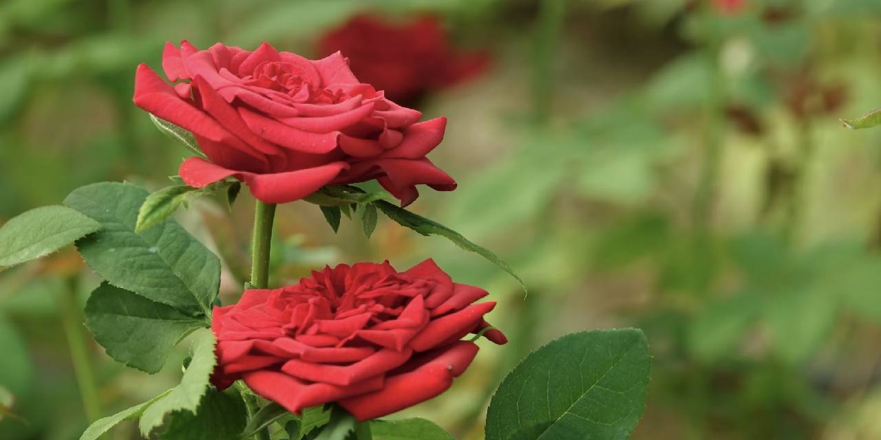 Hıdırellez 2023: Hıdırellez ne zaman? Hıdırellez'in anlamı nedir? Hıdırellez gelenekleri...