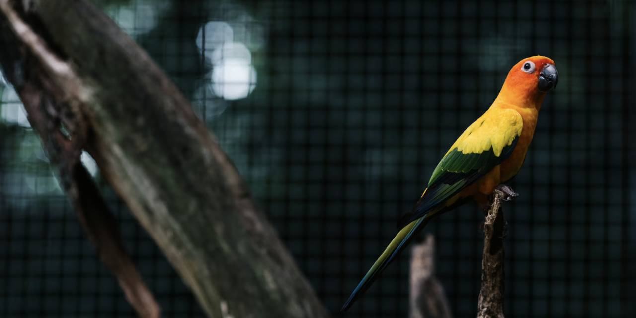 Biyokaçakçılık hızla yayılıyor. Biyokaçakçılık nedir, Türkiye'de var mı? Biyokaçakçılığın detayları...