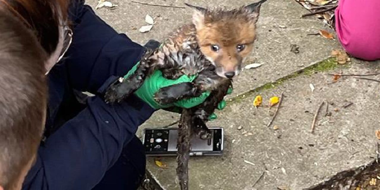 Yeraltı borusunda sıkışan yavru tilki kurtarıldı
