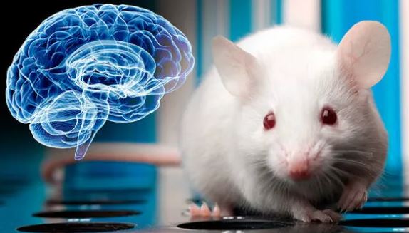 Bilim insanları farelerin beynini okudu