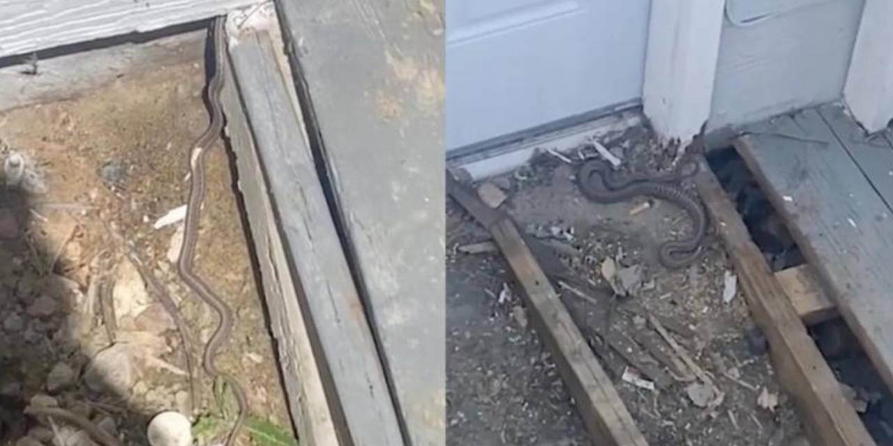 Korku Filimi Gibi... Yeni Aldığı Evin Duvarlarından Yılanlar Fışkırdı