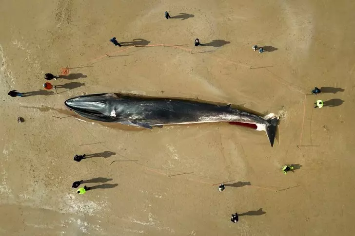 Tam 17 metre boyundaki balina kıyıya vurdu! Görenler şaşkına döndü