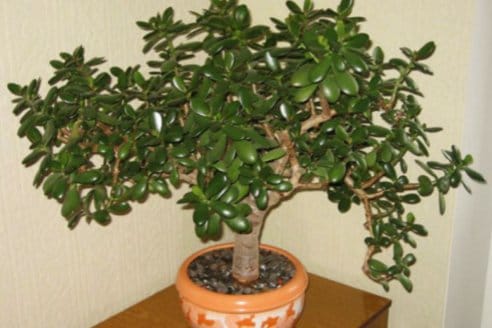 Saksıdaki sessiz katil: Bu çiçeği neden evde tutmamalısınız