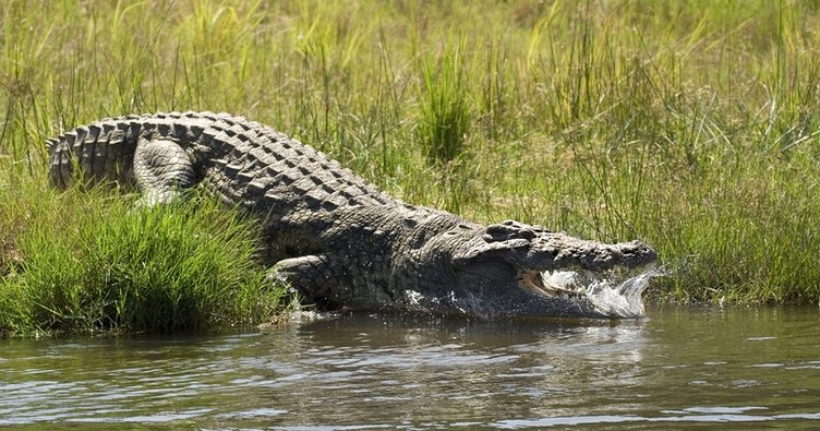 Avustralya'da kaybolan bir kişinin cesedi, timsahın içinden çıktı