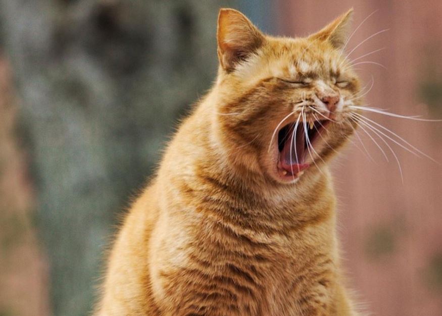 Duyup da duymazlıktan gelen bir kedinin dikkatini çekmenin en iyi 3 yolu açıklandı