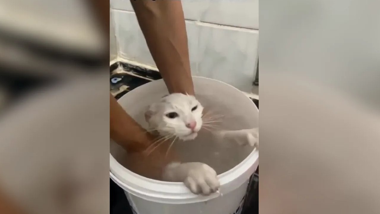 Kediyi kovada yıkadı, görüntüler viral oldu