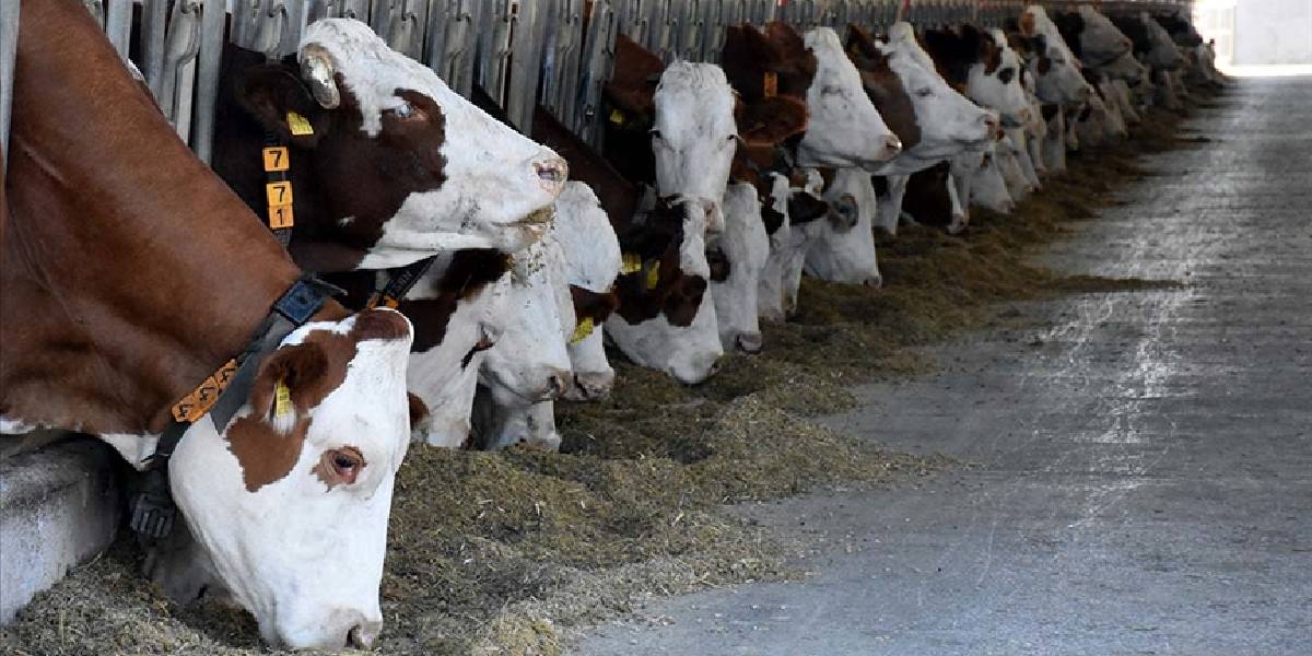 Kurban Bayramı zamla başlıyor! Büyükbaş ve küçükbaş kurbanlık fiyatları belli oldu! 2023 kurbanlık fiyatları…