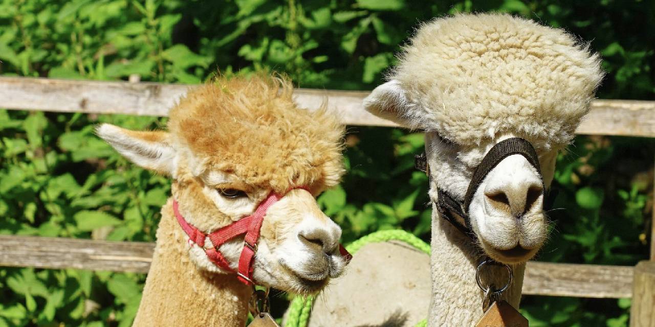 Alet kullanıyorlar, tamirat yapıyorlar... Evlerinizin tatlısı bu hayvanlar bakın neler yapıyor...