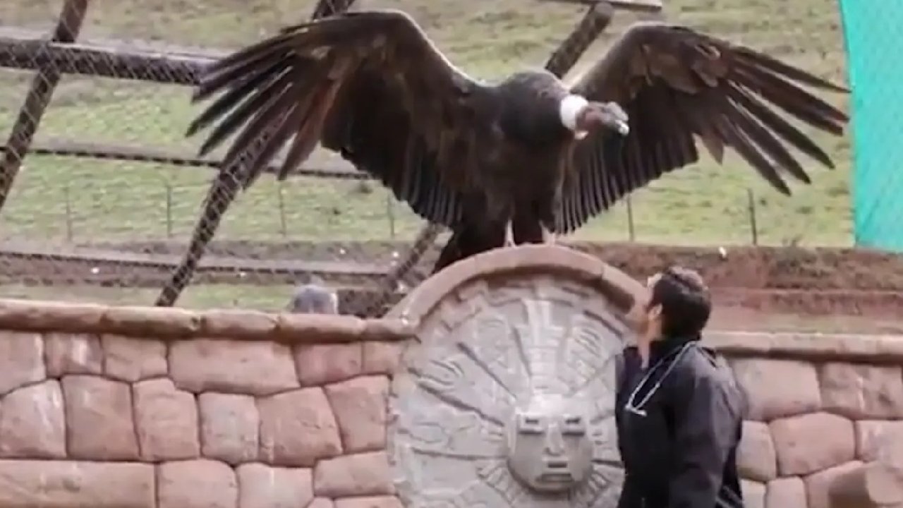Dünyanın en büyük kuşlarından biriyle karşılaştı; o anlar gündem oldu