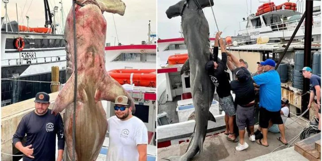 4 metre uzunluğundaki nadir bulunan köpek balığını 90 dakikada çıkardılar! Poz verip sosyal medyada paylaştılar