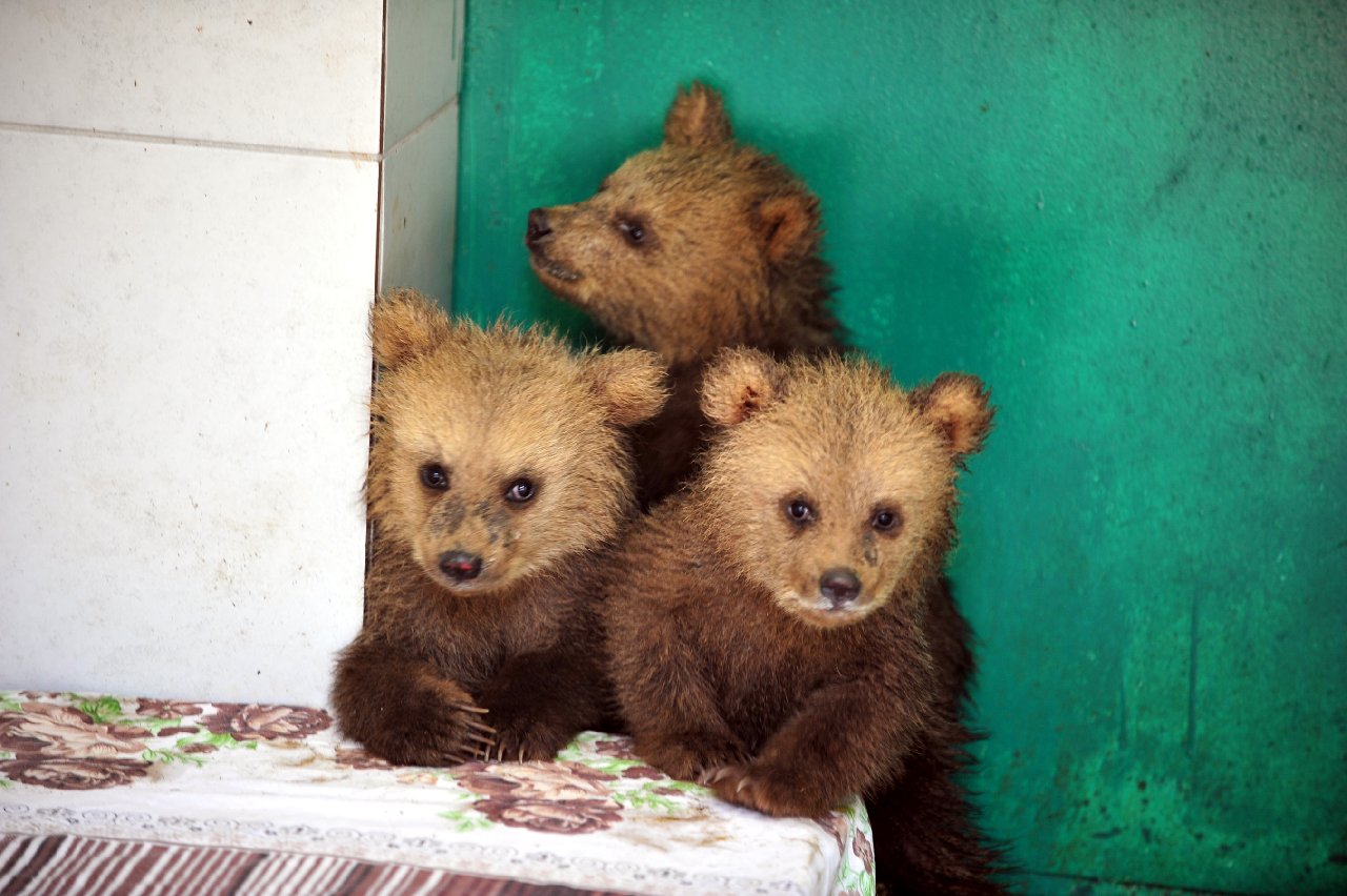 Şirinliğin böylesi... Ayı kardeşler 'Ziver', 'Hurşit' ve 'Şekerpare'...