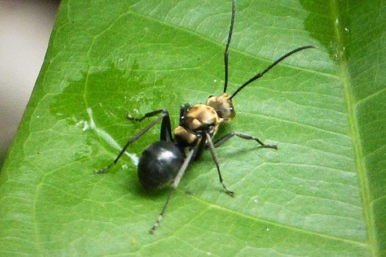 Bir karınca kolonisinin tamamı ölü taklidi yaparken yakalandı.. Yakayı kolonideki tek bir karınca ele verdi.. Taklit mükemmeldi
