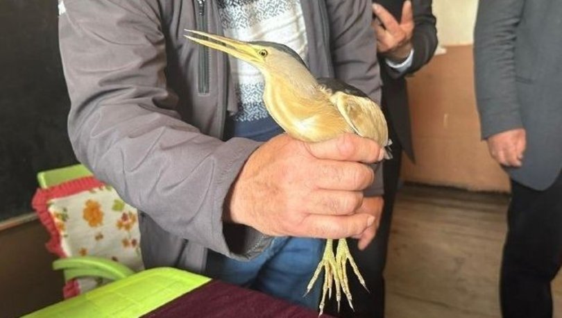 Ardahan'da bitkin bulunan balaban kuşu koruma altına alındı