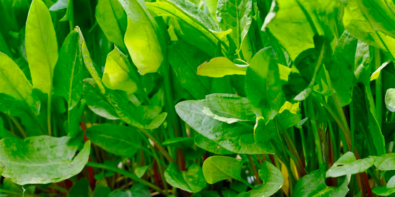 Doğadaki en güçlü mikrop öldürücü: Cildinizdeki ölü hücreleri atıp, yeni doğmuş bebek gibi yapıyor!