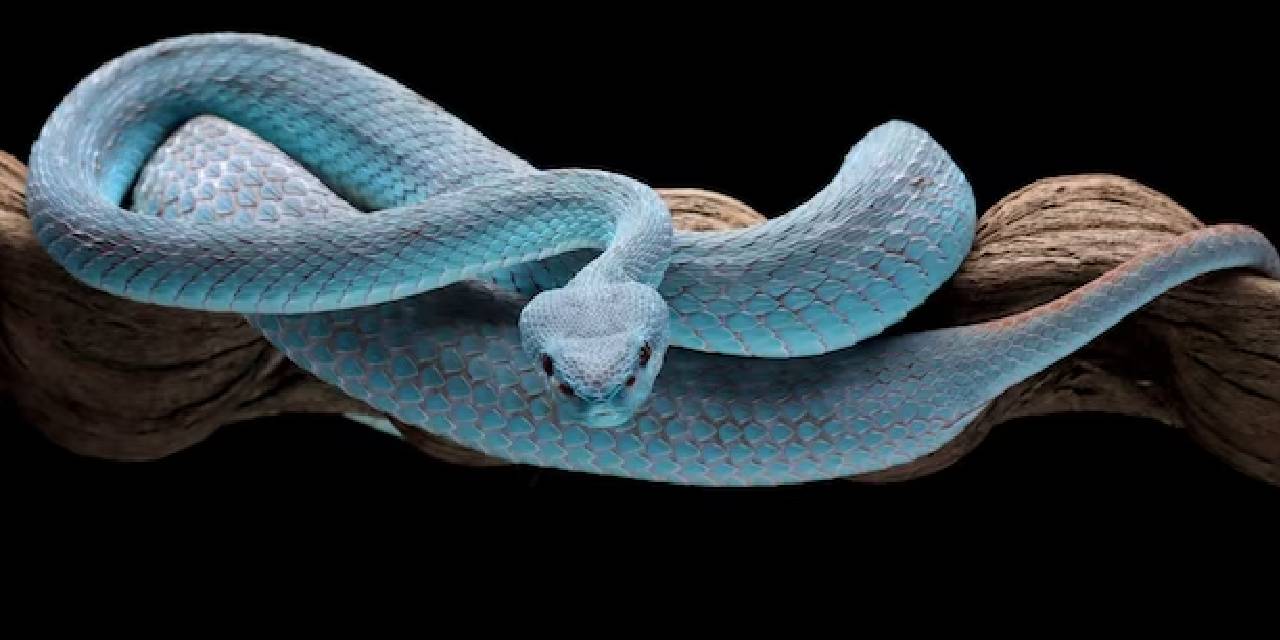 Yılanlar söylendiği gibi sağır mı? Yapılan yeni araştırma sonucuna göre sağır olduğu efsanesi çürütüldü..