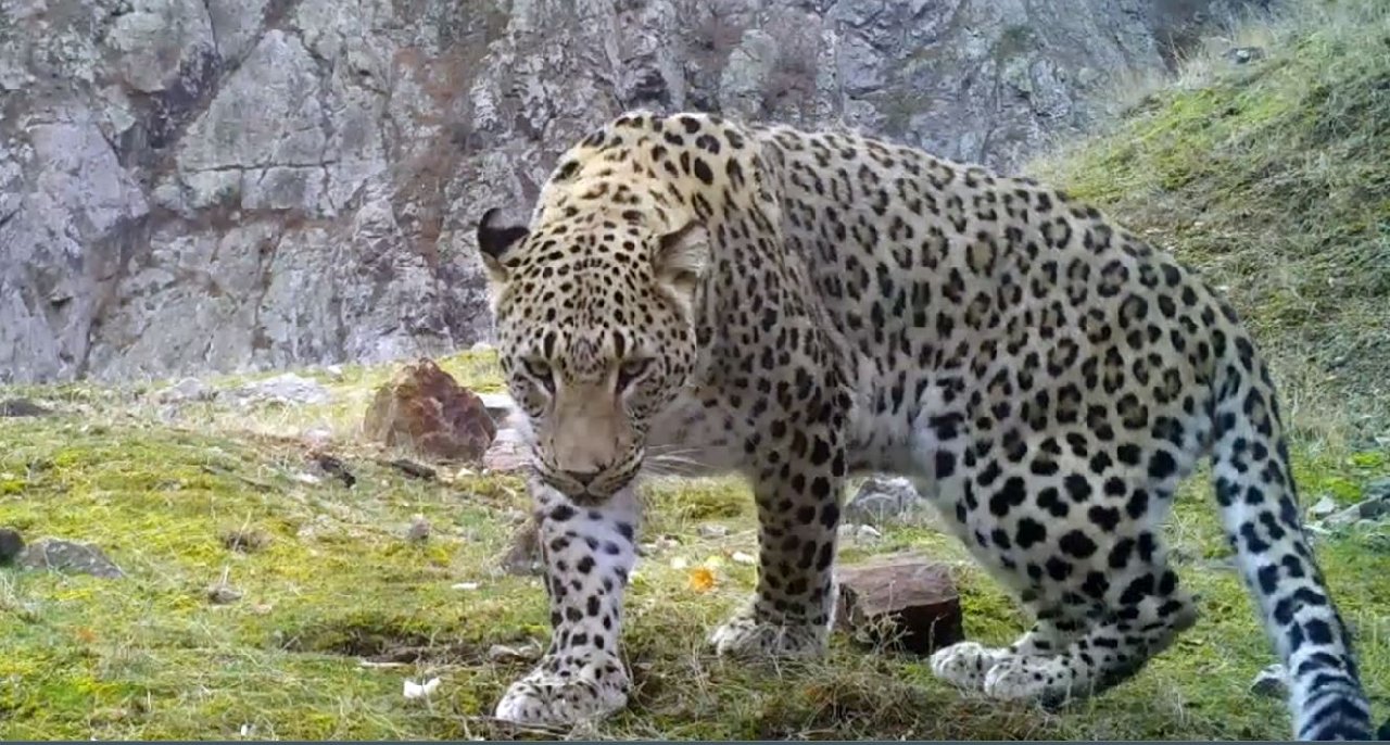 Anadolu Parsı Fotokapanın Yanına İdrarını Yaptı, Bilim İnsanları Harekete Geçti