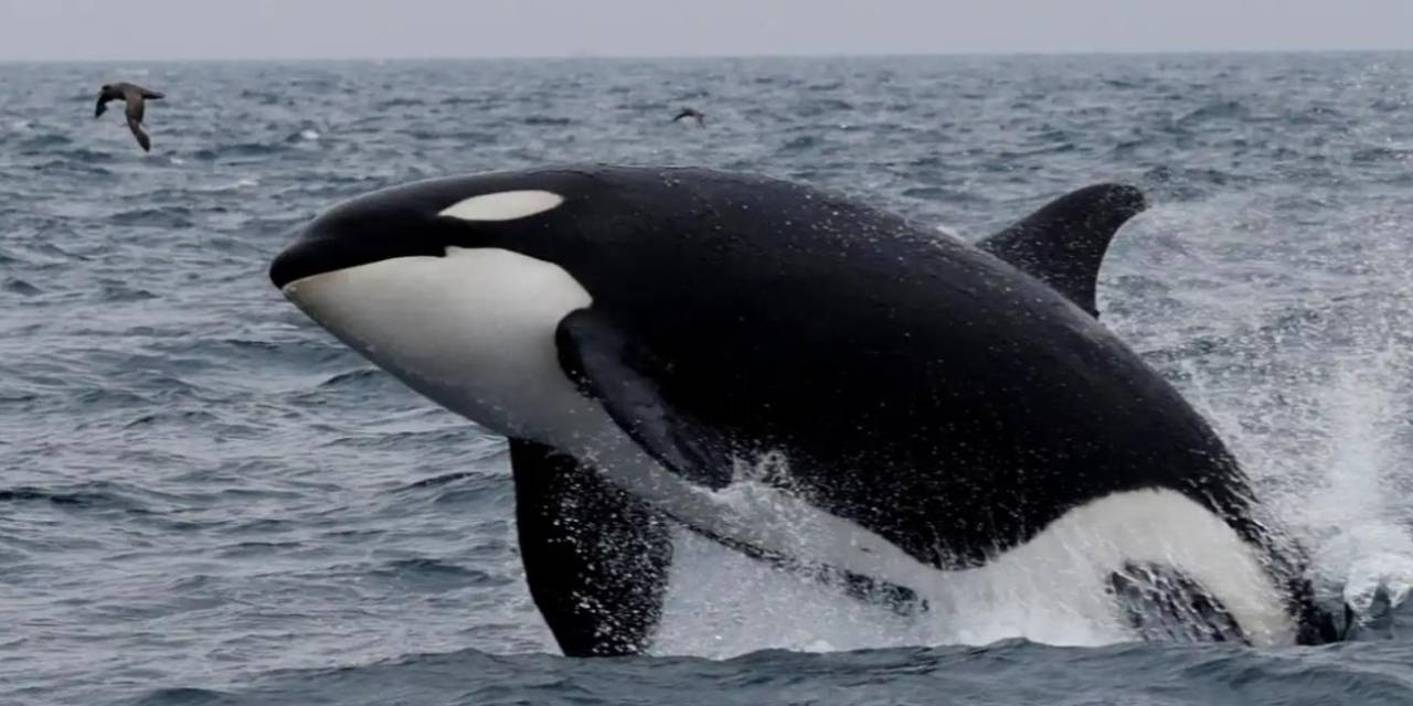 Cebelitarık Boğazı'nda korku dolu anlar: Katil balinalar yata böyle saldırdı