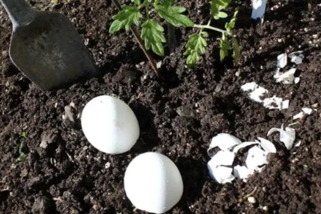 Toprağa yumurtayı gömüp bekleyin! 2 hafta sonra olanlara inanamayacaksınız