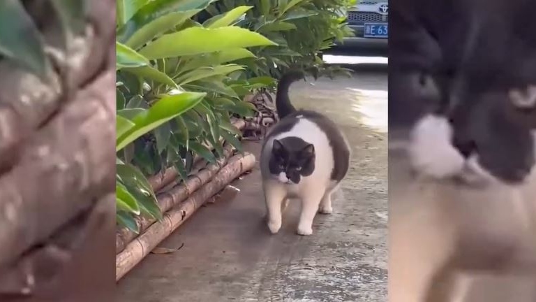 Yürüyüş yapan tombik kedinin görüntüleri viral oldu