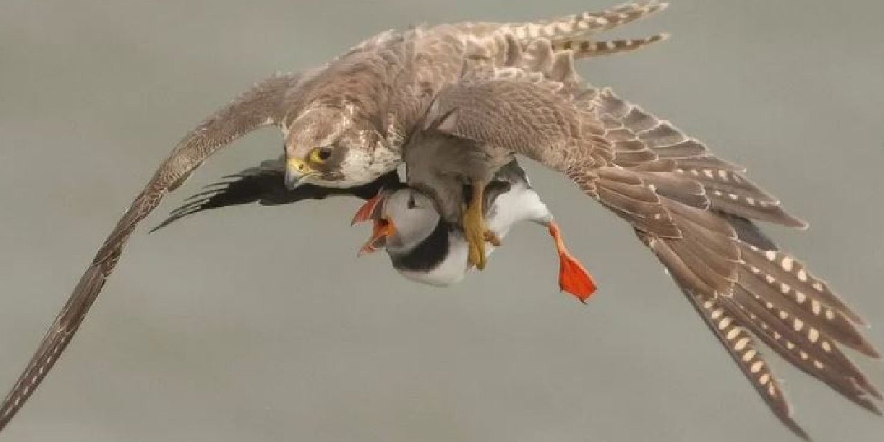 Havada Acımasız Karşılaşma