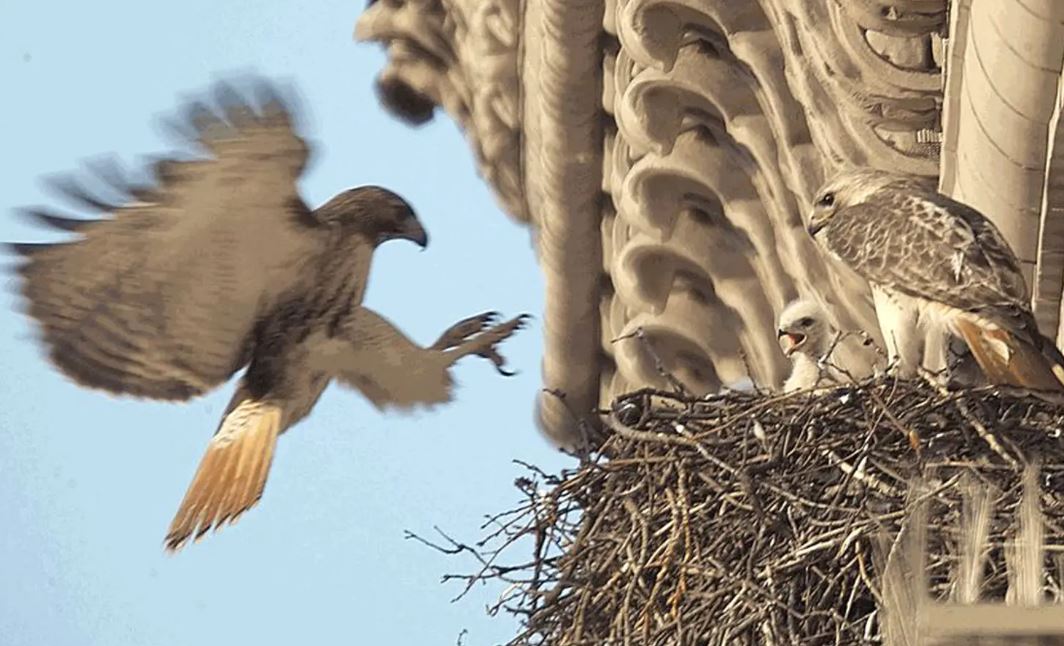 New Yorklular 33 yaşındaki Çapkın Kızıl Kuyruklu Şahinin Ölümüne Ağlıyor