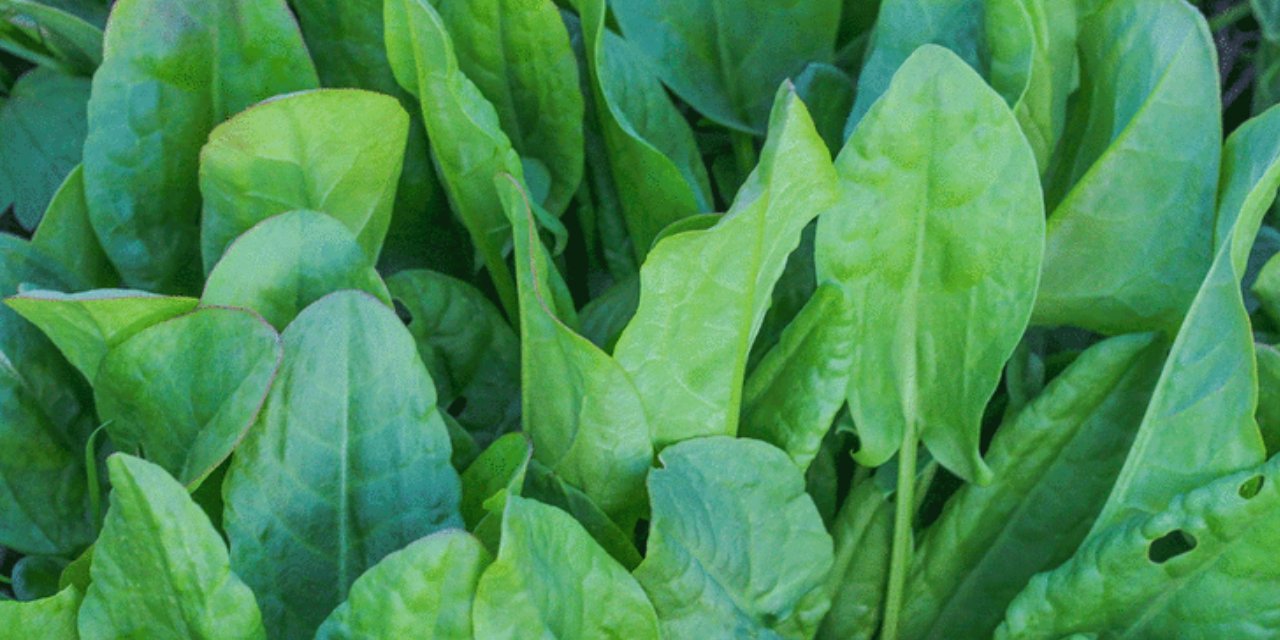 Doğadaki en güçlü mikrop öldürücü: Cildinizdeki ölü hücreleri atıp, bebek gibi yapıyor!