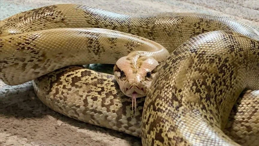 Neler var neler... Burası yılan fabrikası: Yetiştirip gizli tutulan yerlerde doğaya salıyorlar!