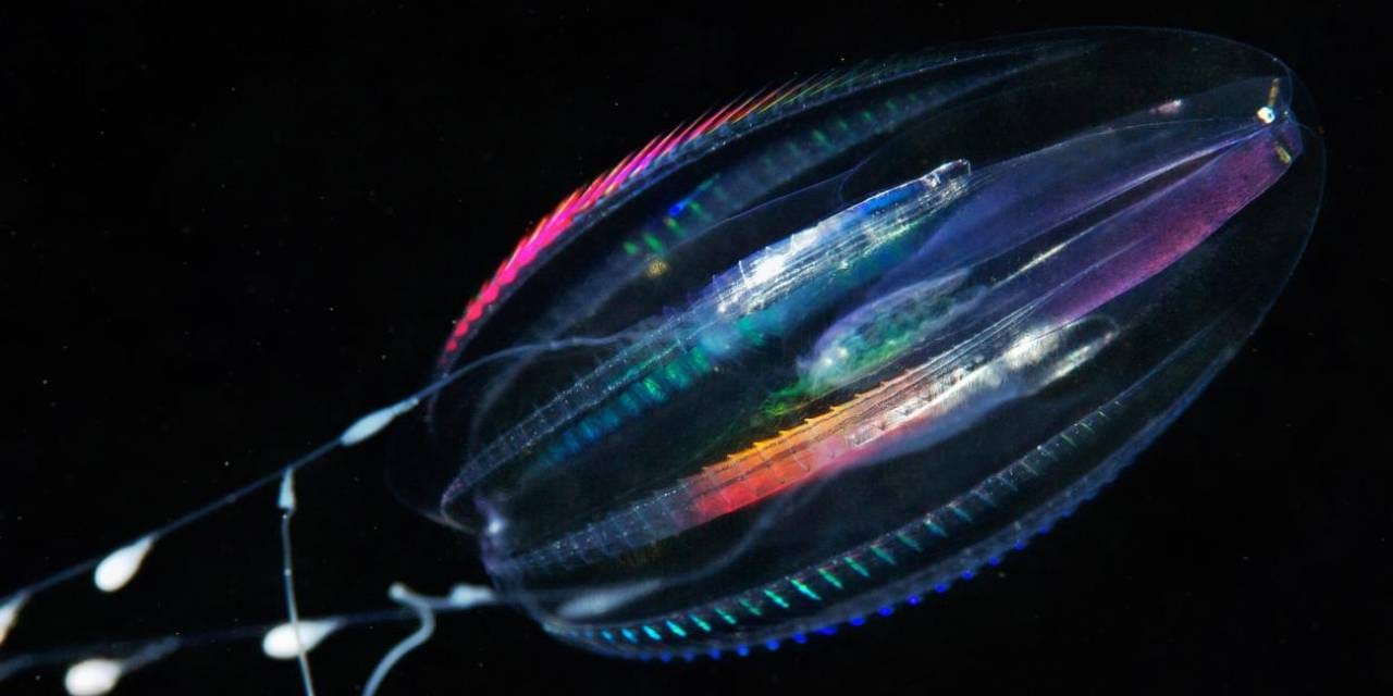 En eski hayvanlar nasıl görünüyordu? Dünyanın ilk hayvanı bulundu mu? '700 milyon yıl önce yaşadı'