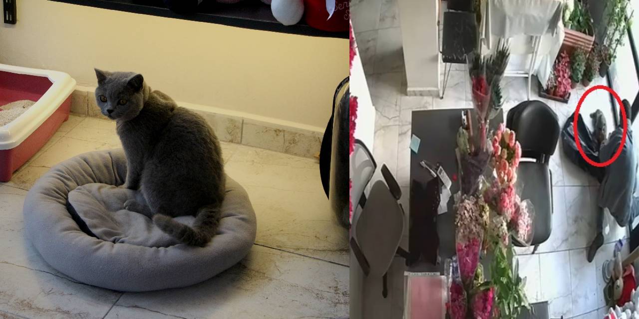 Hırsızlık İçin Girdiği Dükkanda Kedi Çaldı