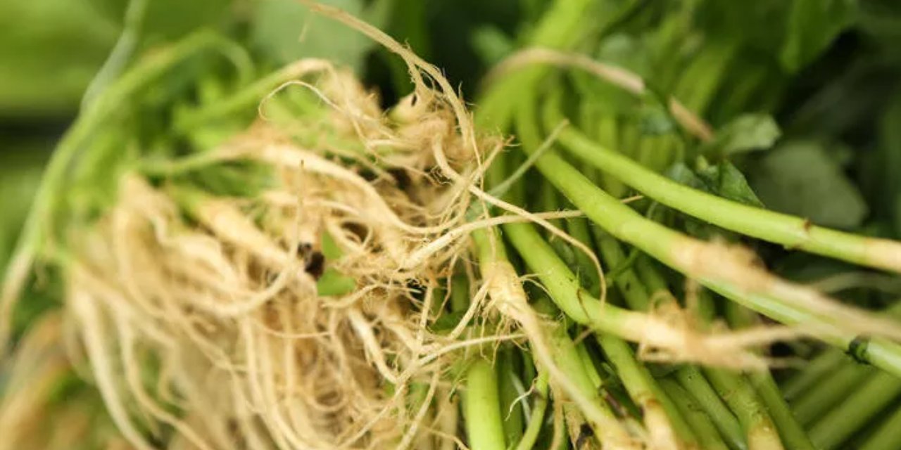 Saç dökülmesini ve kelliği bitiren tek besin buymuş! Yapılan son araştırmalar ortaya çıkardı