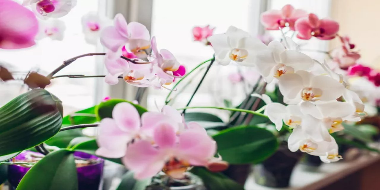 Orkidelerin aylarca çiçek açmasını sağlayacak basit yöntemler! İşte doğru orkide bakımı...