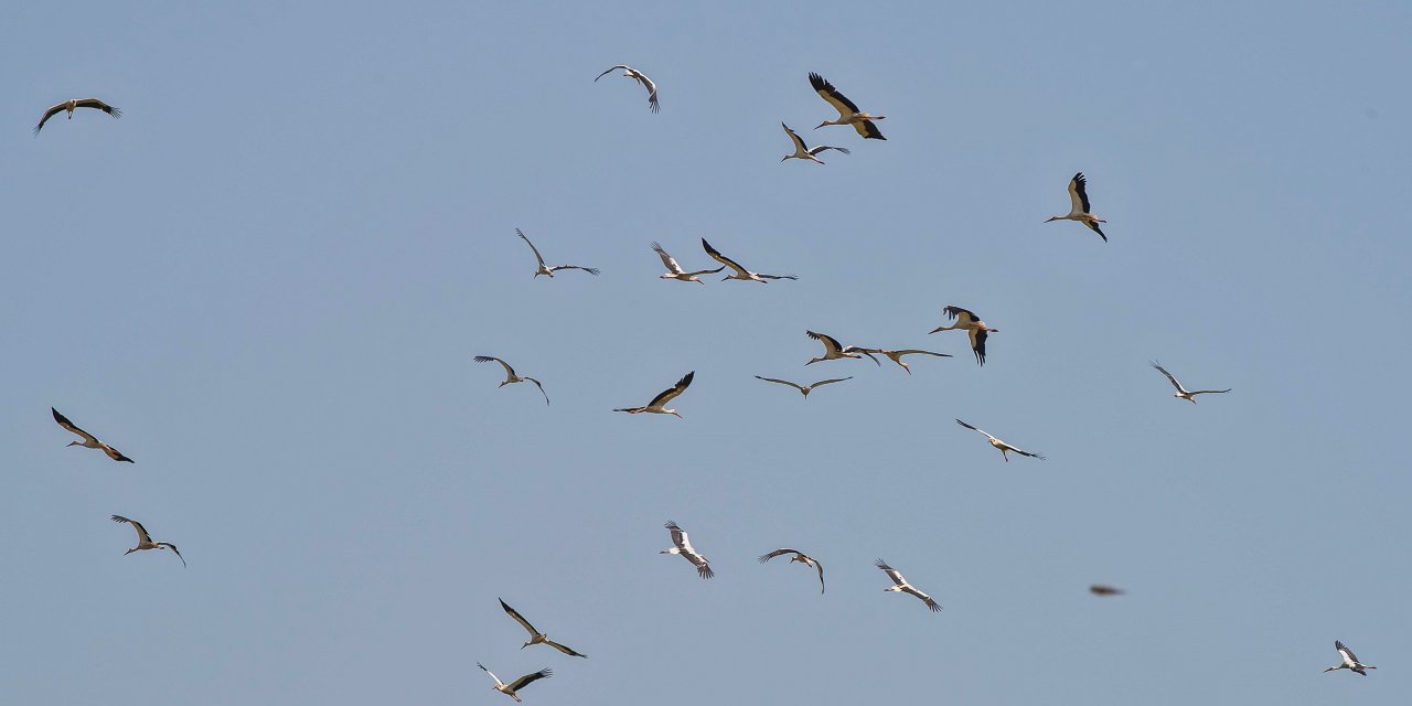 5 Bin Kilometrelik Yolculuğa Hazırlanıyorlar: Kuraklık Riskiyle Karşı Karşıyalar