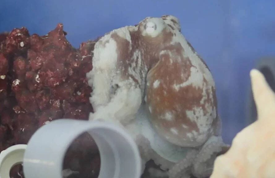 Ahtapotun kabusu! Uykusunda kendisine saldıran yırtıcıdan kaçmak için mürekkep fışkırttı...