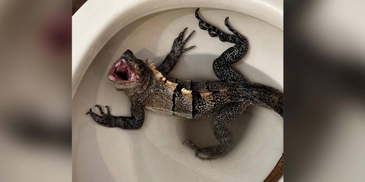 Tuvalete girdi, davetsiz misafiri görünce dehşete kapıldı: 'Godzilla'yla karşılaştım'