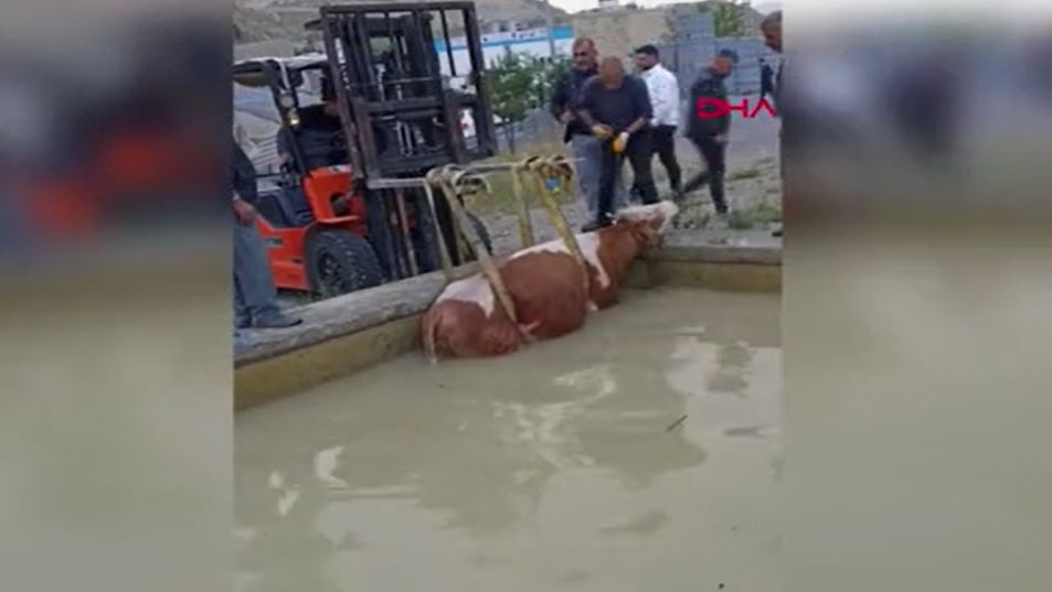 Yüzme havuzuna düşen inek, forklift yardımıyla böyle kurtarıldı