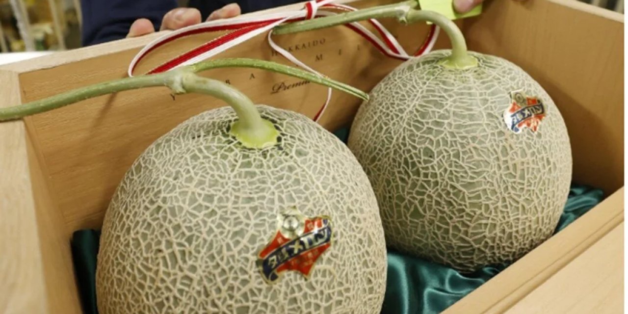 Dünyanın En Pahalısı: Sezonun İlk Hasadı 500 Bin TL'ye Satıldı