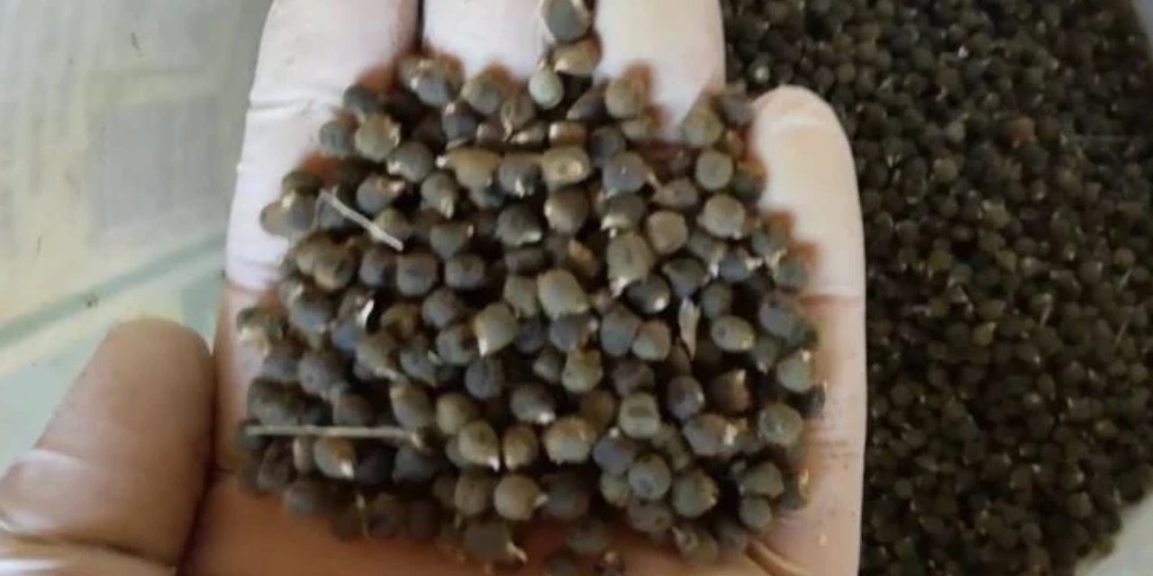 1 tutam tüketmek bile ağrı kesici görevi görüyormuş! İşte doğal ağrı kesici...