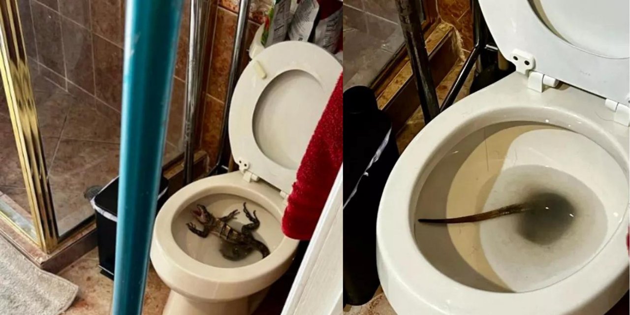 Tuvalete gittiğinde klozetin içinde gördüğü manzaraya inanamadı! Bu hayvan buraya nasıl geldi!