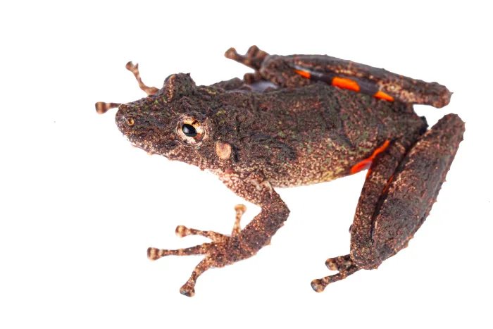 Kuyruğunda ve bacaklarında alev desenleri olan kurbağa keşfedildi