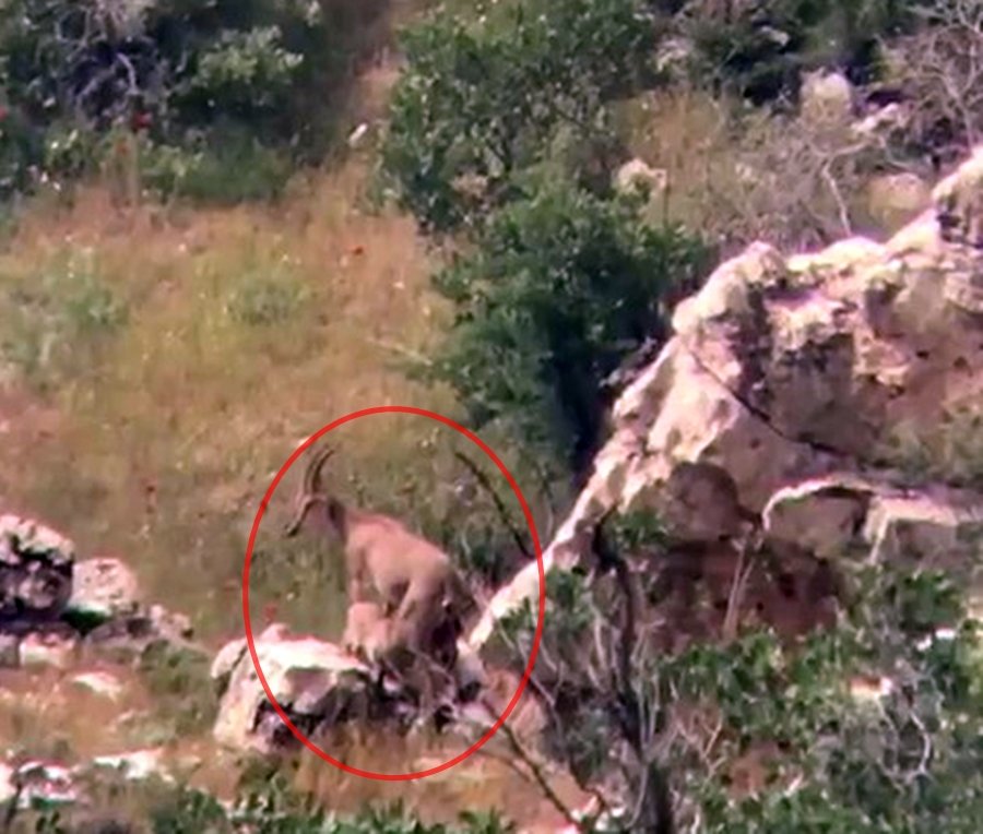 Siirt'te yaban keçisi, yavrularını emzirirken görüntülendi