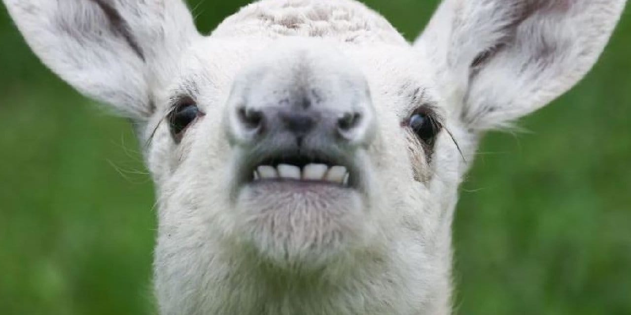 Avcılar Çok Nadir Görülen Beyaz Geyik Yavrusu Buldu... Yavru Şirinliğiyle Mest Etti